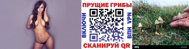 дарнет шоп  Юхнов  Псилоцибиновые грибы Cubensis 
